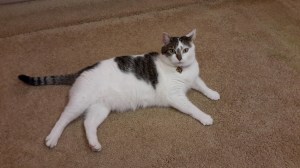 Hi...I'm the persnickety cat