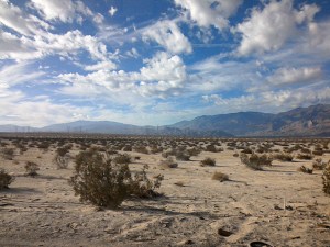 The beauty of the desert.