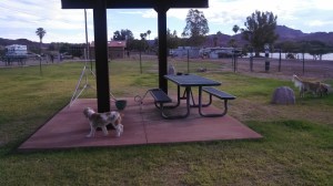 Voted best dog park Earp, CA