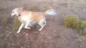 Cyndie Lou They all loved the 1/2 Acre dog park in Santa Fe 