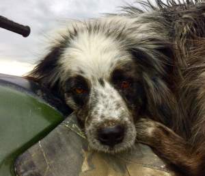 1-18697982_1784596778520931_5373589837173207710_n